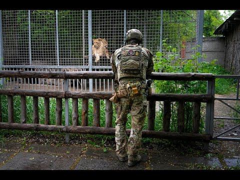 Afrique du Sud : des lions sauvés d'Ukraine relâchés dans une réserve, Africa News - Vidéo Afrique du Sud des lions sauves dUkraine relaches dans