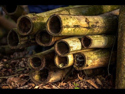 L'Ouganda mise sur l'industrie du bambou pour stimuler l'économie, Africa News - Vidéo LOuganda mise sur lindustrie du bambou pour stimuler leconomie Africa