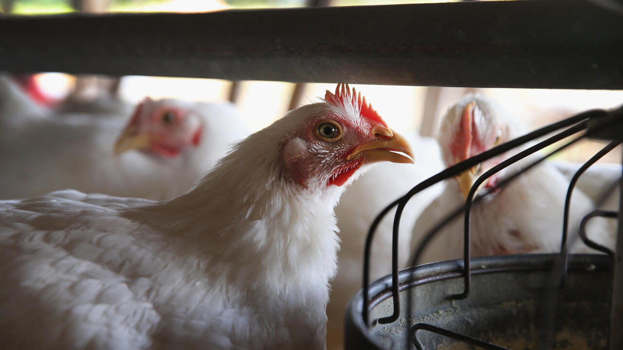 Cameroun: une nouvelle usine d’aliments pour les élevages avicoles 000 453393516 0