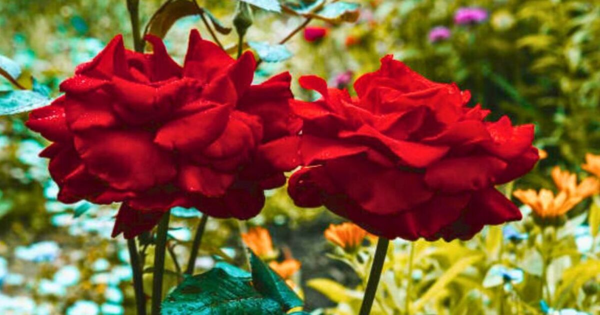 Comment favoriser la floraison des roses : 4 restes de cuisine peuvent être transformés en « meilleur » engrais pour fleurs 5343636
