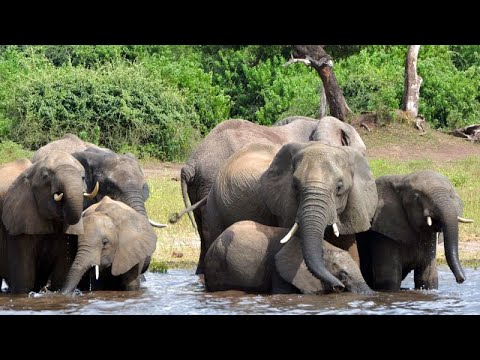 Le Botswana menace d'envoyer 20 000 éléphants en Allemagne, Africa News - Vidéo Le Botswana menace denvoyer 20 000 elephants en Allemagne Africa
