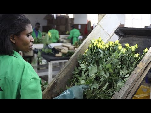 Le Royaume-Uni supprime la taxe sur l'import de fleurs d'Afrique, Africa News - Vidéo Le Royaume Uni supprime la taxe sur limport de fleurs dAfrique