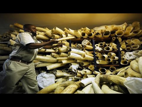 Le Zimbabwe s'active pour une levée d'embargo sur la vente d'ivoire, Africa News - Vidéo Le Zimbabwe sactive pour une levee dembargo sur la vente