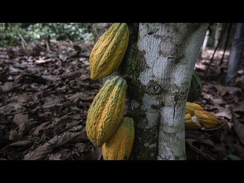 Le prix du chocolat ne profite pas aux producteurs africains de cacao, Africa News - Vidéo Le prix du chocolat ne profite pas aux producteurs africains
