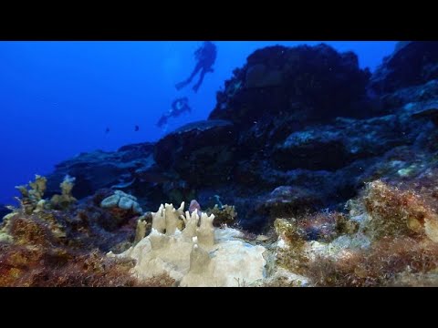Réchauffement océanique : le blanchissement des coraux s'aggrave, Africa News - Vidéo Rechauffement oceanique le blanchissement des coraux saggrave Africa News
