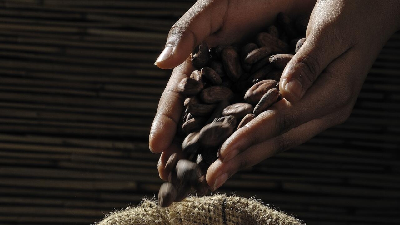 La fève camerounaise profite de l'explosion des prix du cacao cocoa beans 499970