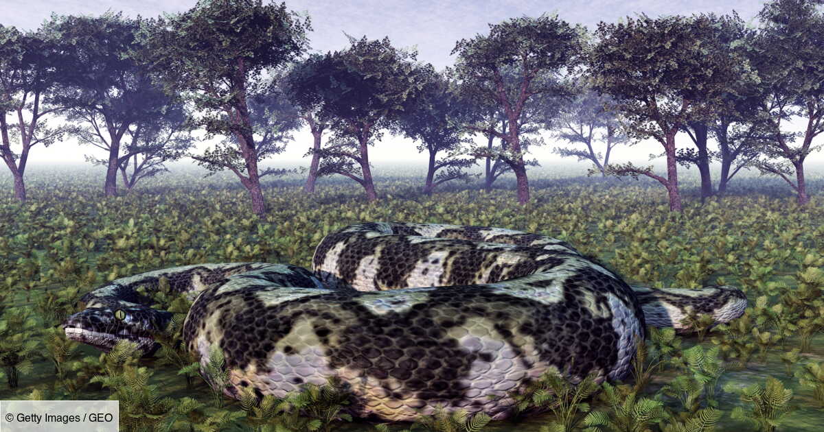 Découverte d'un serpent préhistorique "exceptionnellement grand" en Inde decouverte d un serpent prehistorique exceptionnellement grand en inde
